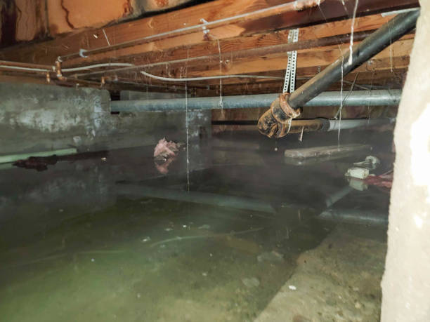 Best Water damage restoration near me  in North Fort Lewis, WA